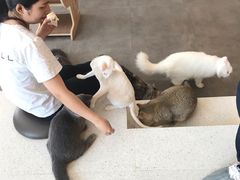 -飞行喵MR PILOT|猫舍·猫咖(静安大融城店)