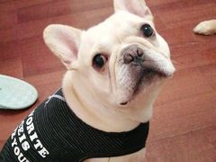 -汪小喵宠物·戴维斯乐芳希施宠馨宝皮毛调理洗护店
