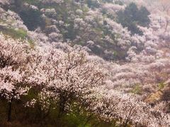 -香雪海