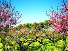 -南汇桃花村