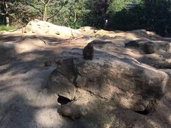 -阿提斯皇家动物园
