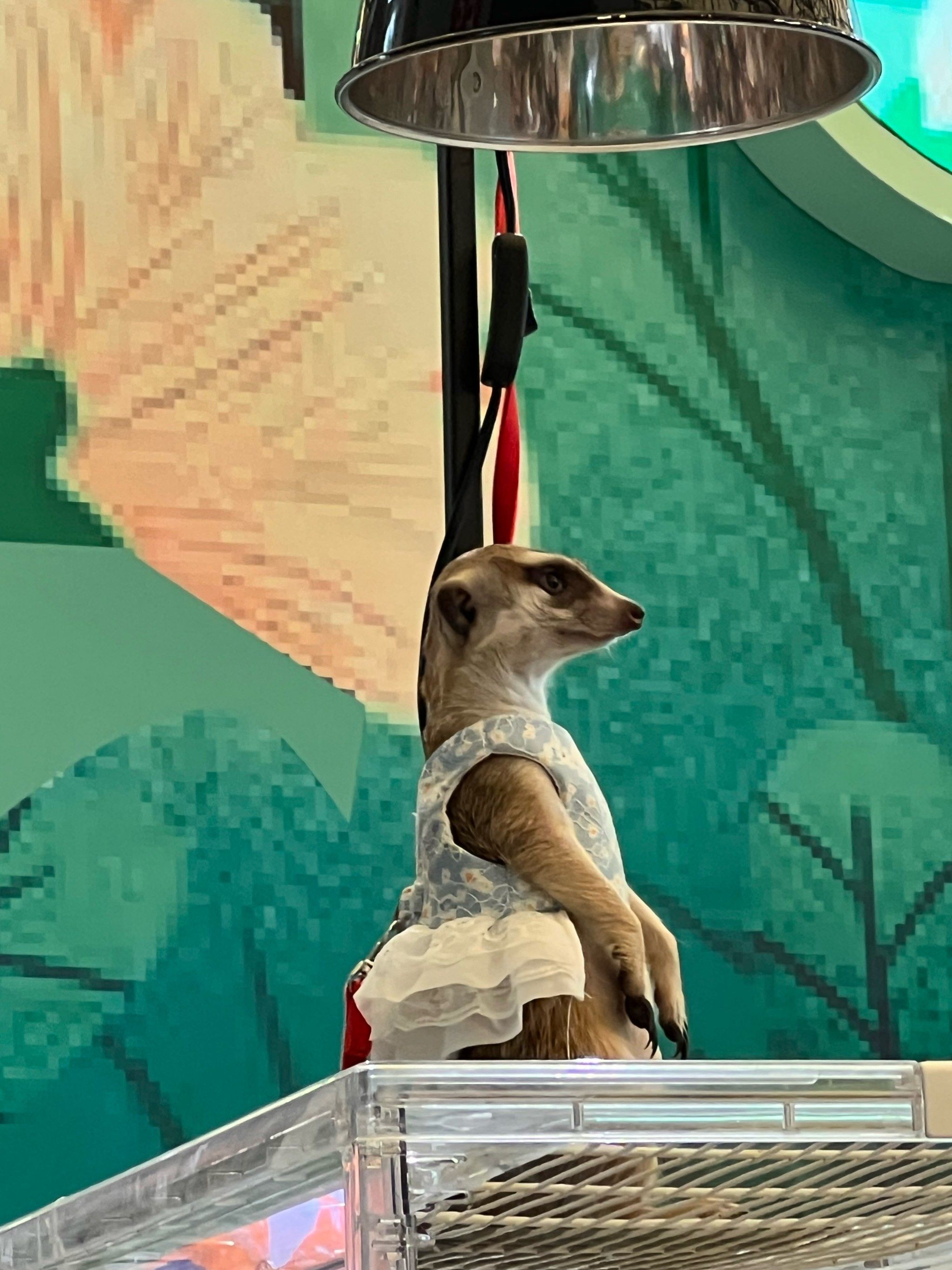 亚宠物一日游,小动物超级可爱!#毛手毛脚萌友会和