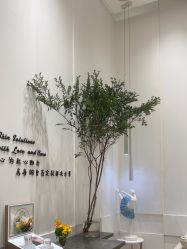 -奥斯芬欧系贵族SPA