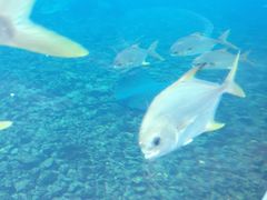 -瑞德姆美人鱼海底演艺主题餐厅(亚龙湾店)