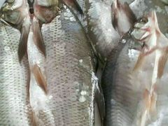 -庆岭迎宾园正宗活鱼馆