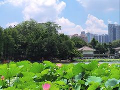 -荔湾湖公园
