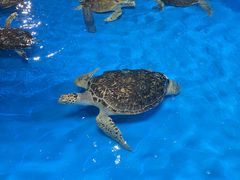 -泉城欧乐堡海洋极地世界