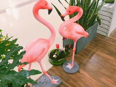 火烈鸟-随心小姐