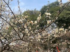 -无锡梅园公园