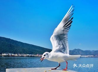 快看!2000多只海鸥已经飞抵滇池