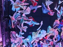 -中环花鸟鱼虫市场