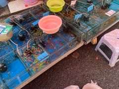 -清平路水族市场