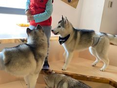 -Husky Go! 哈士奇体验馆·宠物咖啡厅狗咖