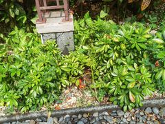 -新加坡文华东方酒店