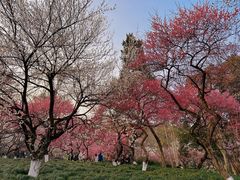 -杭州植物园
