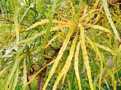 -广州神农草堂中医药博物馆