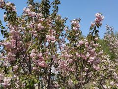 -长白岛森林公园