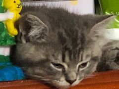 -关爱宠物医院·猫科中心·消化科(滨湖万达分院)