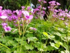 -合肥三国新城遗址公园