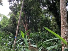-中国科学院西双版纳热带植物园