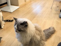 -有喵·猫咖·狗咖·40+猫狗有小奶狗(岗厦店)