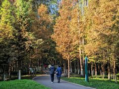 -桤木河湿地公园