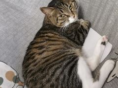 -宠爱国际动物医院· 猫科· 外科·中兽医(长白店)
