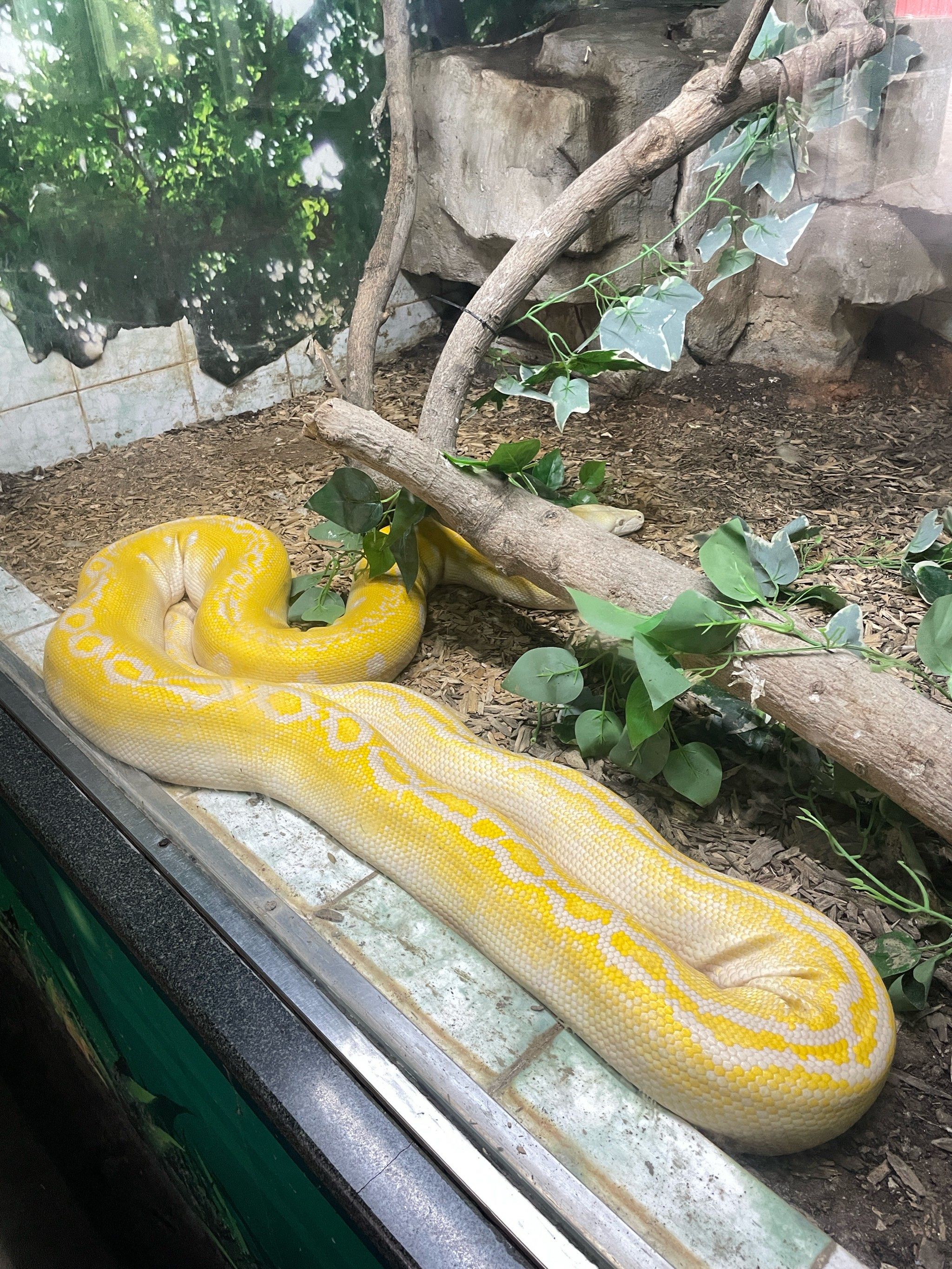 97你们去广州动物园都看了几种蛇