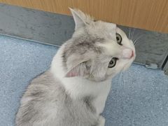 -爱佳宠物中心医院24H·CT·骨外科·猫专科(瑶海万达店)