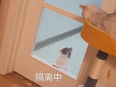 -柚子猫舍·精品猫舍购猫·猫咪认养·购宠·宠物店