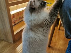 -滚猫咖啡·猫咖·猫友好撸猫(未来城店)