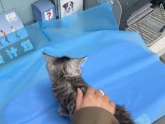 -纳吉亚猫专科动物诊疗中心(蒋宅口分院)