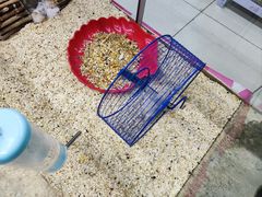 -钓仓鼠(洋桥北里小区店)