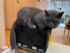 -猫咪派对(江南西店)