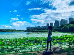 -丁香湖公园