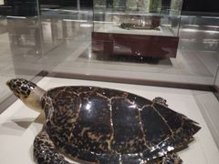 -青岛贝壳博物馆