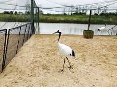 -盐城丹顶鹤湿地生态旅游区