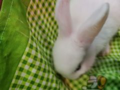 -宠物兔专门店(天丰利市场店)