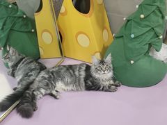 -十年猫舍·猫咪专门店(普陀店)