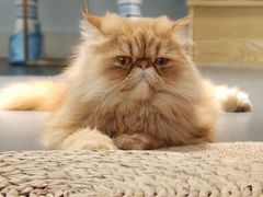 -Heymao猫咖.咖啡厅(东门店)