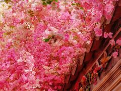 -深圳国际园林花卉博览园