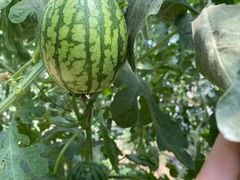 -庞各庄西瓜蔬菜采摘园·锦华瓜园