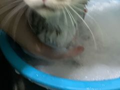 -福懋动物医院·犬猫全科·外科·重症科(杏林分院)