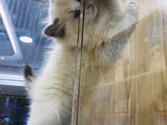 -屋虎猫馆(宝安大仟里店)