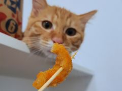 -天使宠物医院·犬猫分诊(彩虹店)