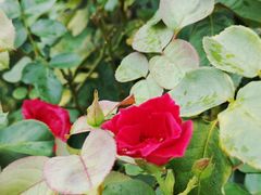 -亚龙湾国际玫瑰谷