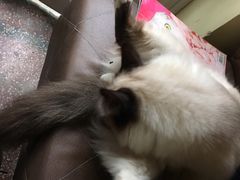 -猫色咖啡·猫咖
