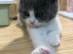 -屋虎猫馆(宝安大仟里店)
