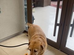 -瑞鹏宠物医院(大运分院)