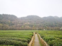 -中国茶叶博物馆(双峰馆区)